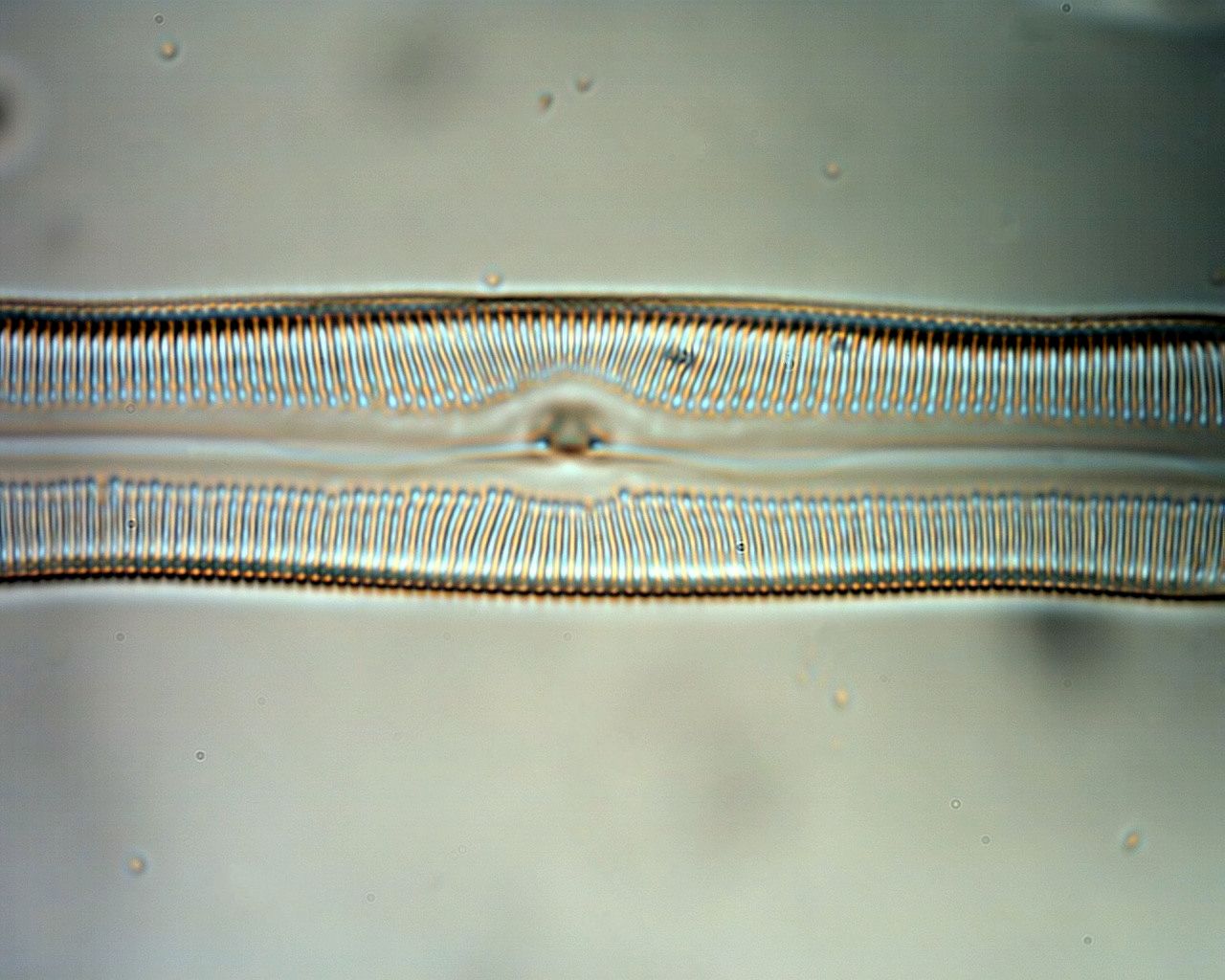 Aidia10