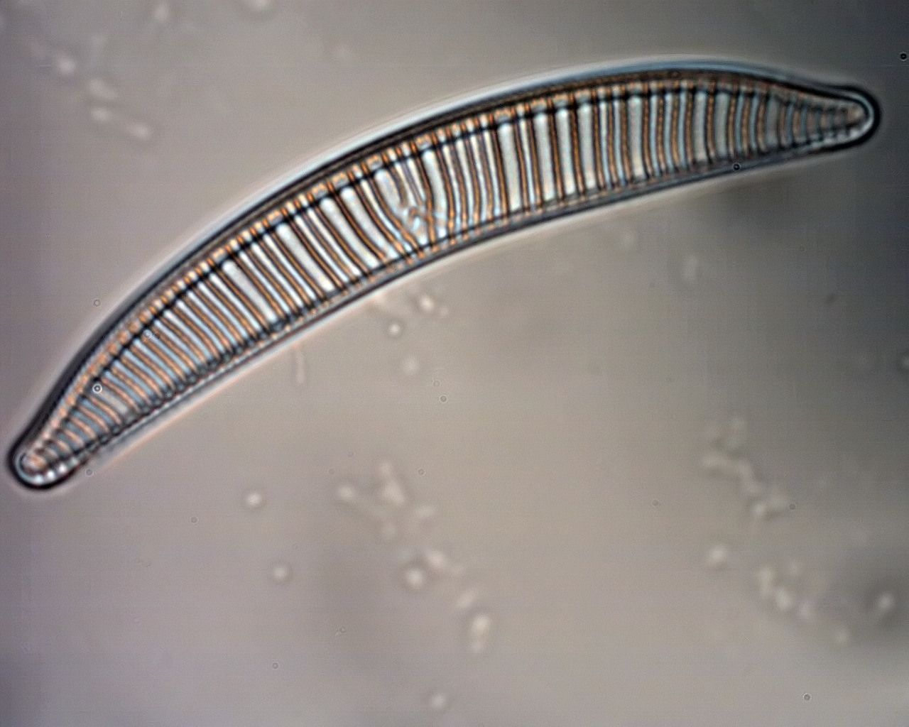 Aidia3