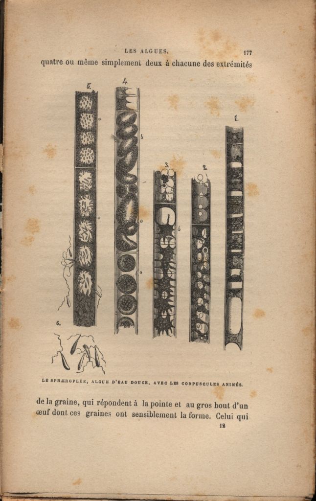 almicrolib13c