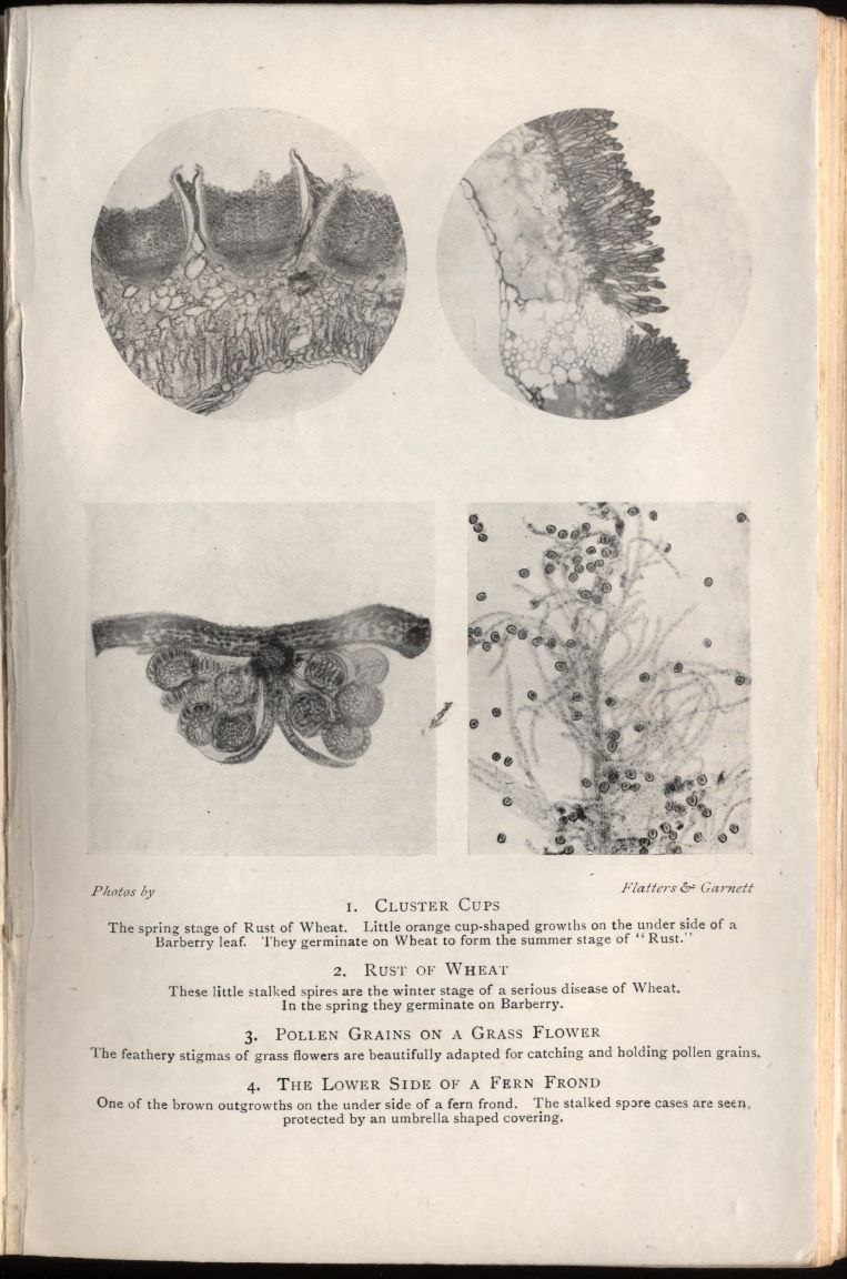 almicrolib16b