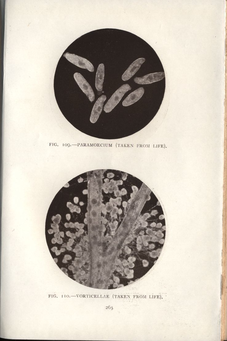 almicrolib17b