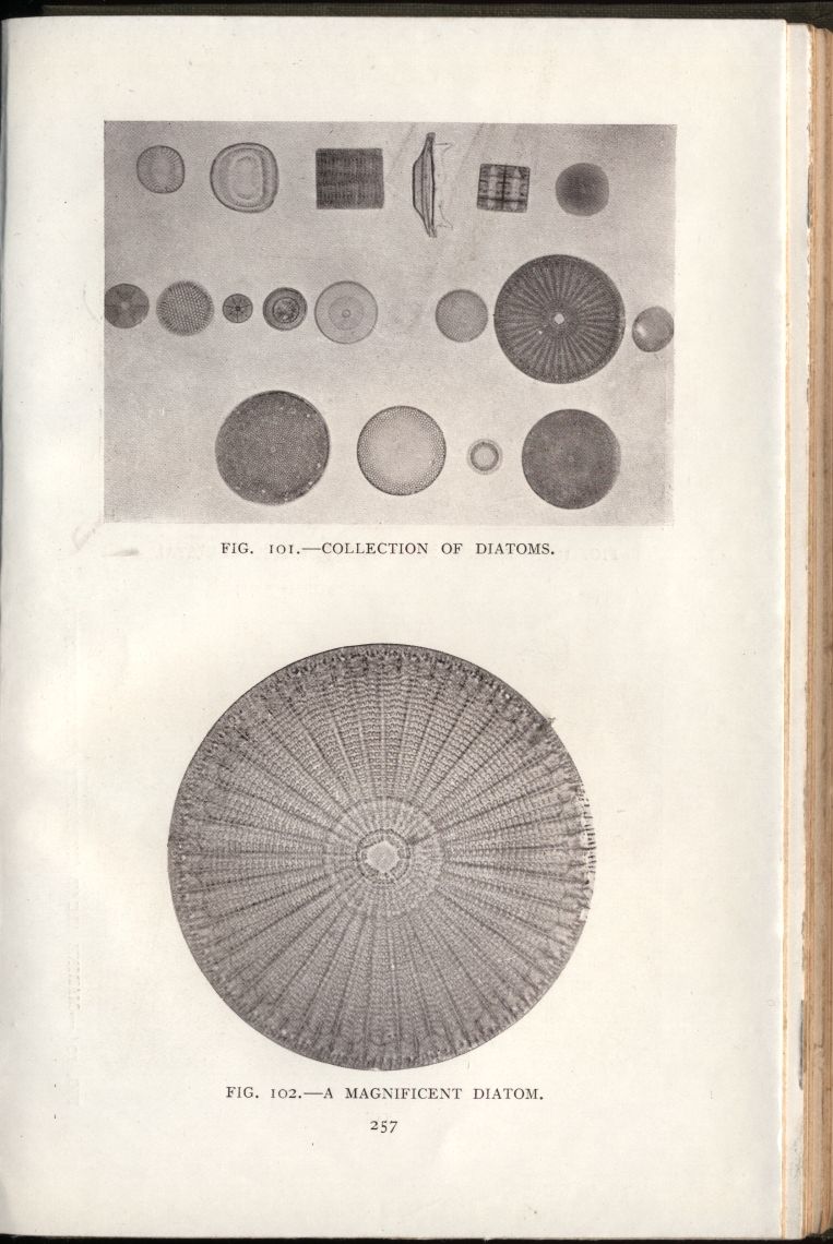 almicrolib17c