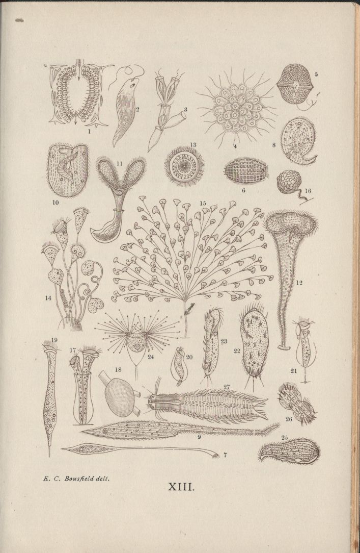 almicrolib18d