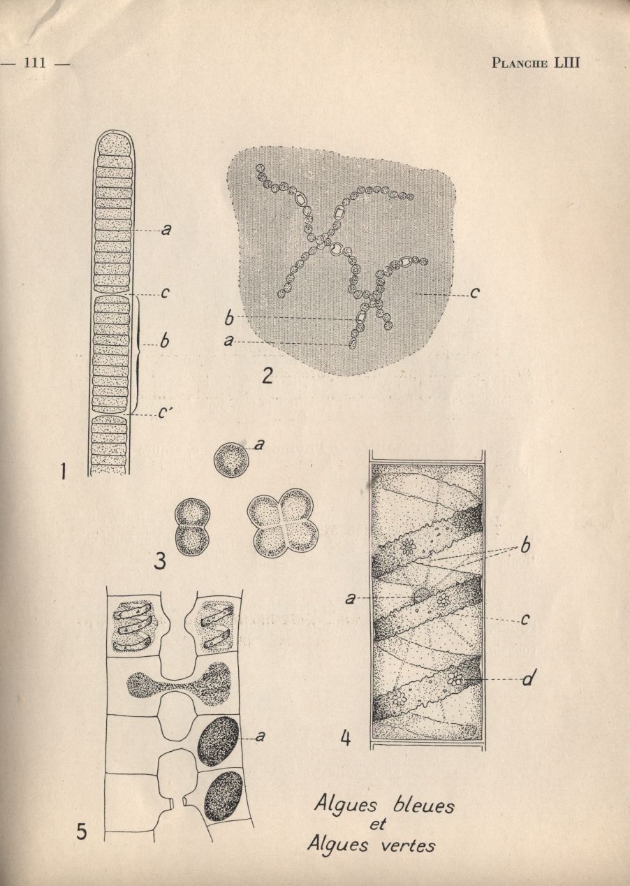 almicrolib19c