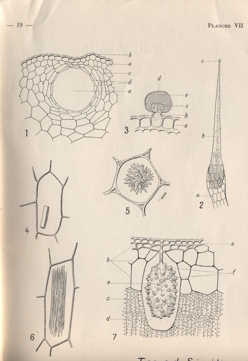 almicrolib19d