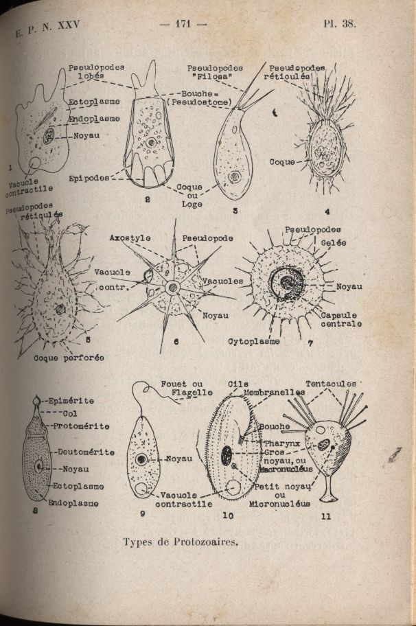 almicrolib28b