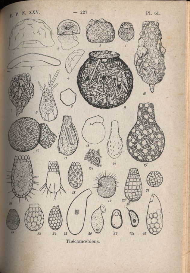 almicrolib28d