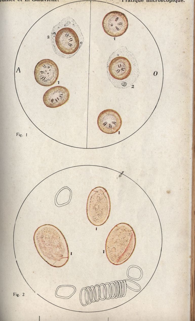 almicrolib31c